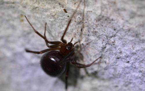 Réf. 296 944 : Steatoda grossa